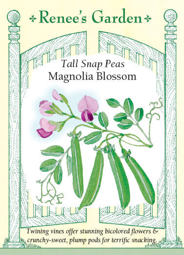 Magnolia Blossom