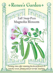 Magnolia Blossom