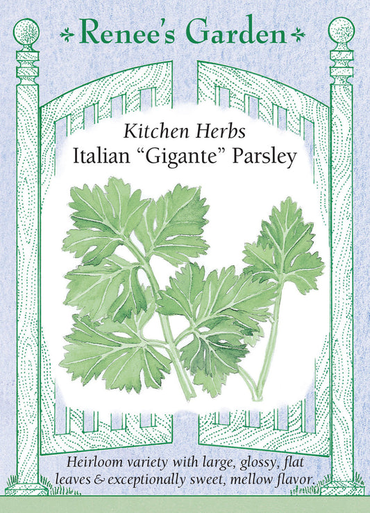 Italian 'Gigante' Parsley