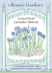 Lavender Hidcote