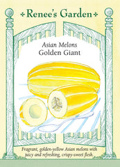 Golden Giant