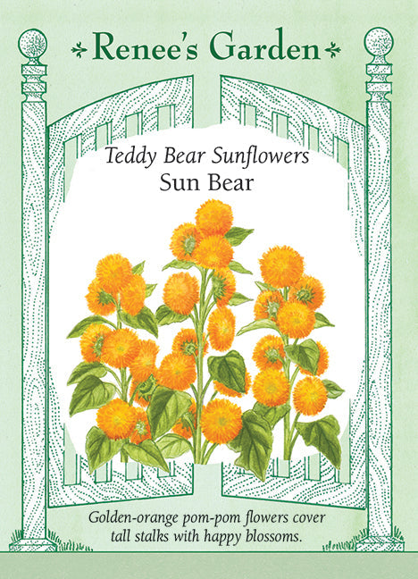 Sun Bear