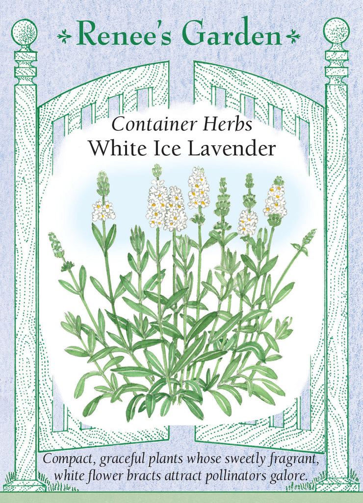 White Ice Lavender