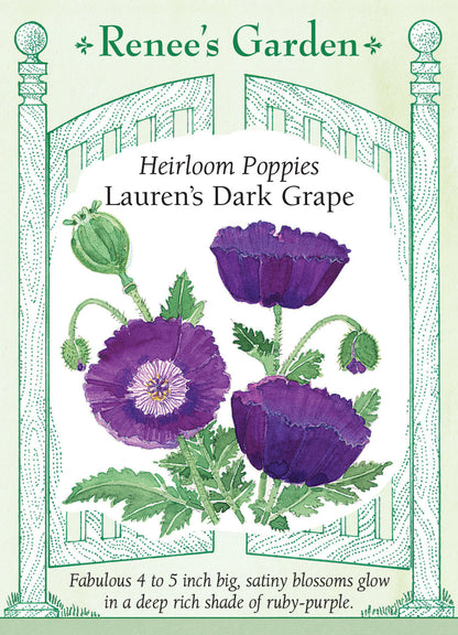 Lauren's Dark Grape