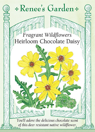 Heirloom Chocolate Daisy