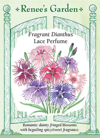 Lace Perfume