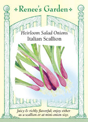 Italian Scallion