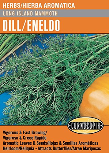 'Long Island Mammoth' Dill/Eneldo - Spanish/English
