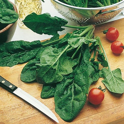 Spinach Bloomsdale Longstanding Seeds
