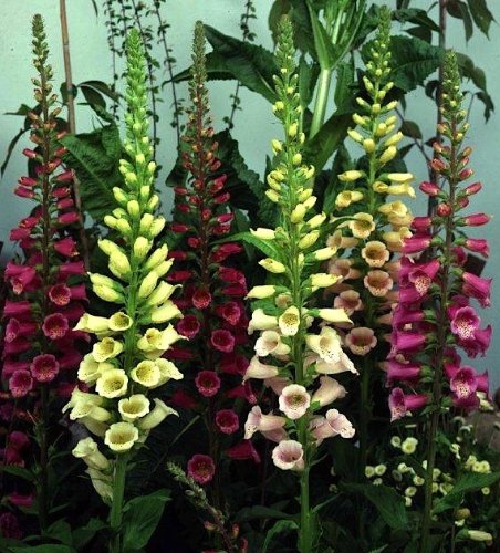 Heirloom Foxglove, Excelsior Mixed Colors