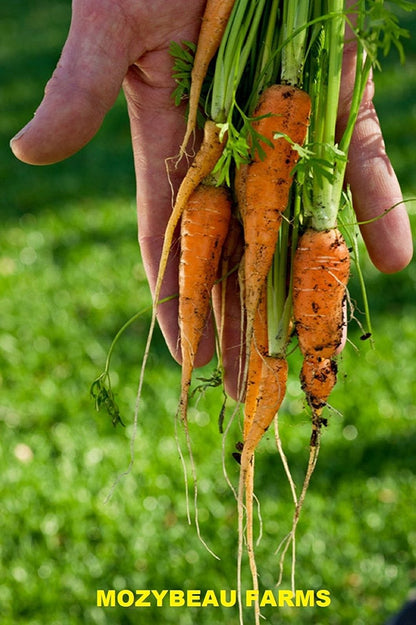 Carrot Little Finger Seeds