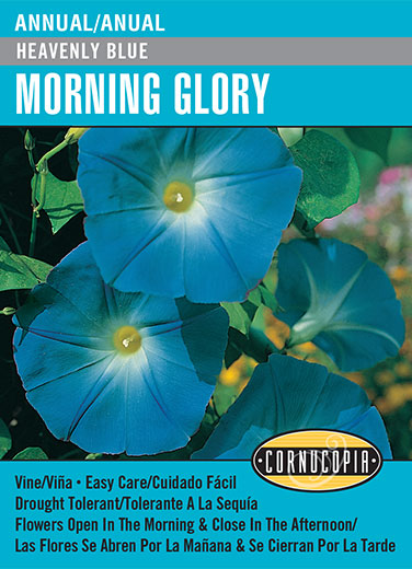 Morning Glory Heavenly Blue English/Spanish