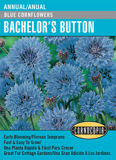 'Blue Cornflowers' Bachelor's Button - Spanish/English