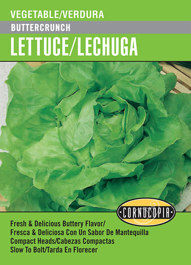 'Buttercrunch' Lettuce/Lechuga - Spanish/English