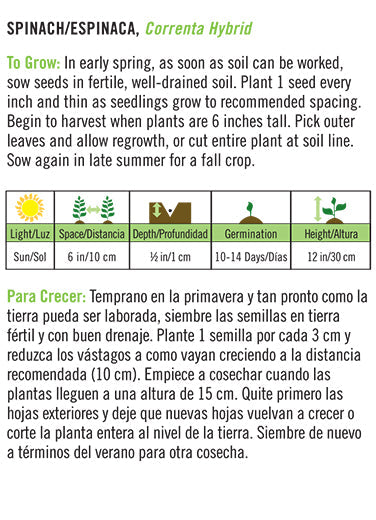 'Correnta Hybrid' Spinach/Espinaca - Spanish/English