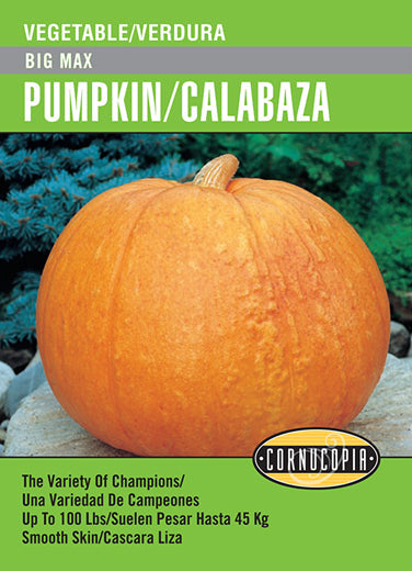 'Big Max' Pumpkin/Calabaza - Spanish/English