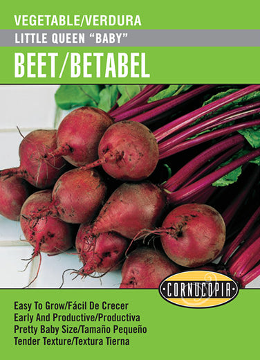 'Little Queen Baby' Beet/Betabel - Spanish/English