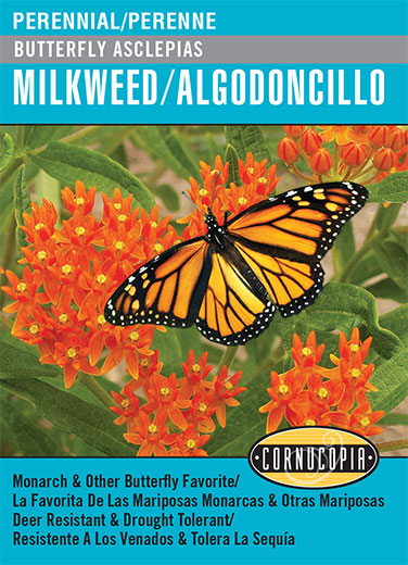 'Butterfly Asclepias' Milkweed/Algodoncillo - Spanish/English