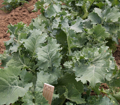 Kale Siberian Seeds