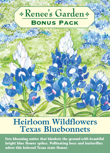 Texas Bluebonnets