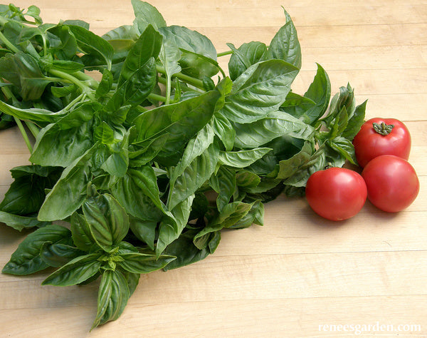 Sweet Green Basil