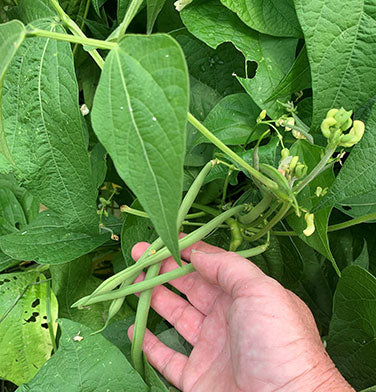 The 'Weekend Bean'