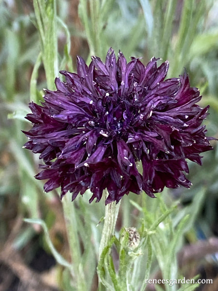 Velvet Dawn