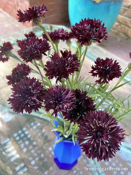 Velvet Dawn