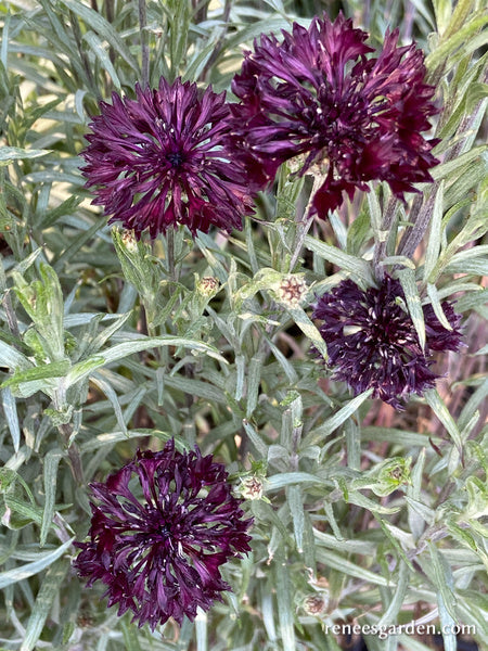 Velvet Dawn