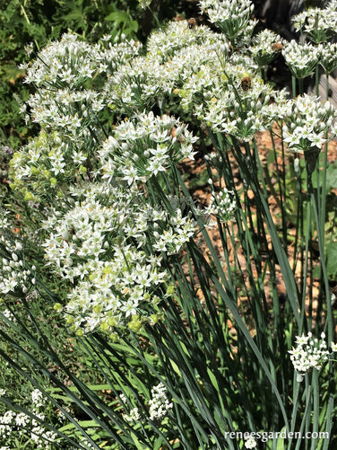 Garlic Chives