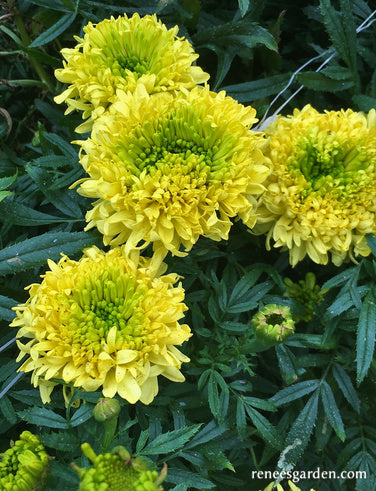 Spinning Wheels Marigolds