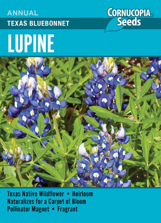 ‘Texas Bluebonnet’ Lupine