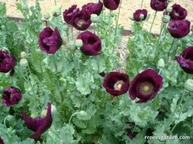 Lauren's Dark Grape