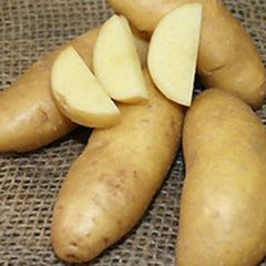 Heirloom Russian Banana Fingerlings