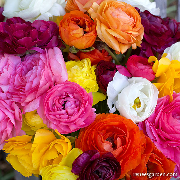 Multi Colored Ranuclus 'Jumbo Color Blend' Ranunculus Mix – Renee’s Garden Wholesale