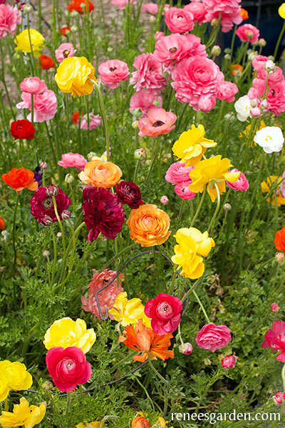 Multi Colored Ranuclus 'Jumbo Color Blend' Ranunculus Mix | Renee's Garden Seeds