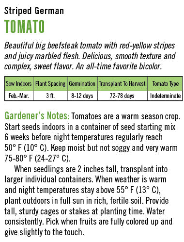'Striped German' Heirloom Tomato