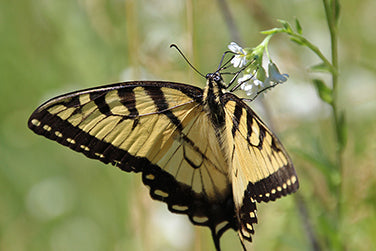 Flower Power For Nature's Pollinators