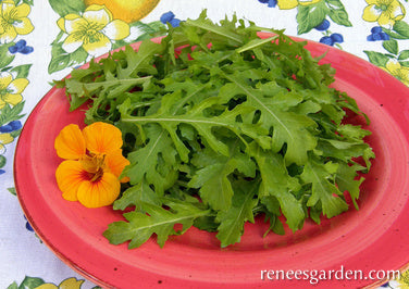 Runway Arugula