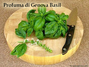 The Container Herb Garden