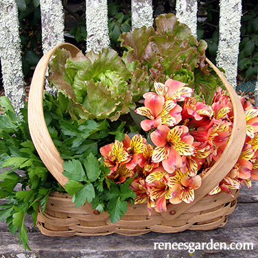 Woven Oak Harvesting Baskets