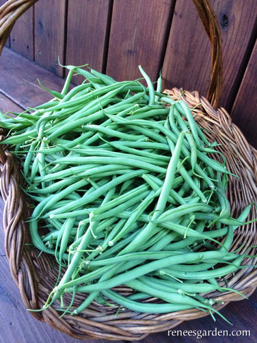 The 'Weekend Bean'