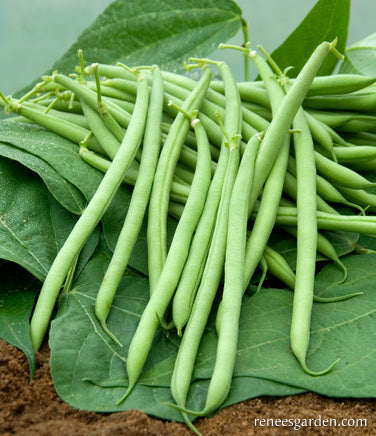 The 'Weekend Bean'