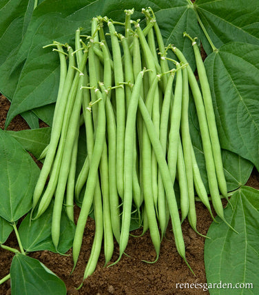 The 'Weekend Bean'