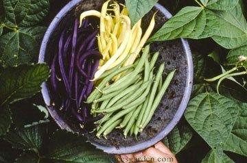Gold, Purple & Green