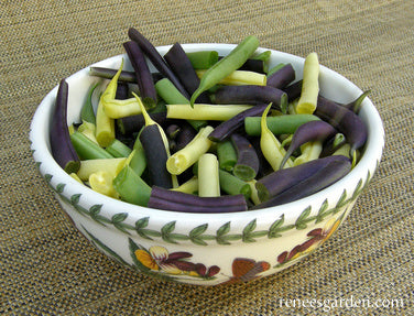 Gold, Purple & Green