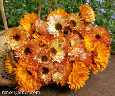 Flashback Calendula