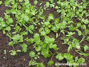 Bac Lieu Cilantro