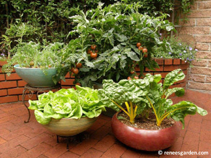 The Container Kitchen Garden
