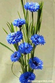 Blue Boy